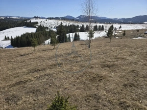 Teren intravilan 1500 mp – Zonă deosebită, Piatra Fântânele - imagine 4