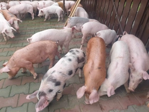 Grasuni castrati si deparazitati 35 40 kg