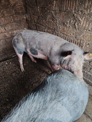 Purcea de vânzare  - imagine 3