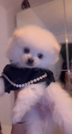 caine pomeranian - imagine 3