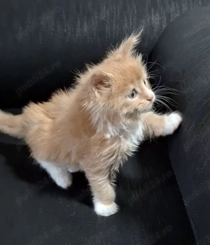 Maine Coon pisicuti cu Pedigree WCF-Felisa Autorizata Timisoara - imagine 2