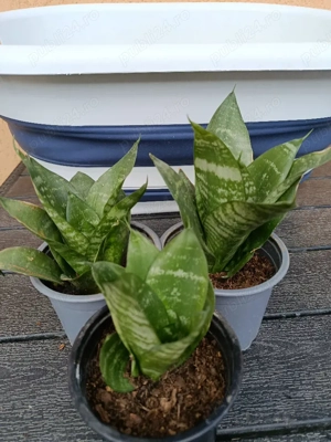 Sansevieria 
