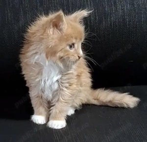 Maine Coon pisicuti cu Pedigree WCF-Felisa Autorizata Timisoara - imagine 3