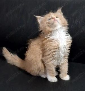 Maine Coon pisicuti cu Pedigree WCF-Felisa Autorizata Timisoara - imagine 4