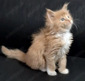 Maine Coon pisicuti cu Pedigree WCF-Felisa Autorizata Timisoara - imagine 5