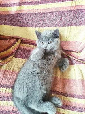 British shorthair blue 