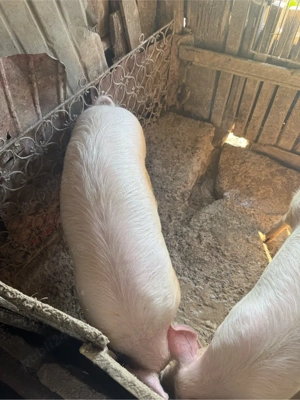 porci de vanzare  - imagine 3