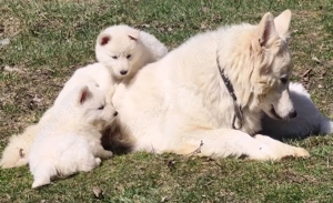 Ciobanesc elvetian ( Lup alb) cu pedigree  - imagine 3