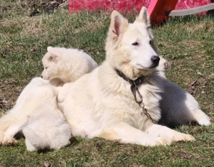 Ciobanesc elvetian ( Lup alb) cu pedigree  - imagine 4