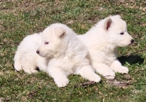 Ciobanesc elvetian ( Lup alb) cu pedigree 