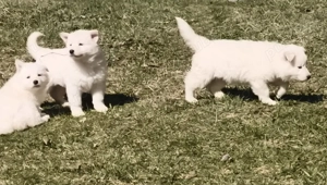 Ciobanesc elvetian ( Lup alb) cu pedigree  - imagine 5