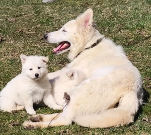 Ciobanesc elvetian ( Lup alb) cu pedigree  - imagine 2