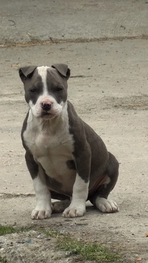 amstaf blue cu pedigree 