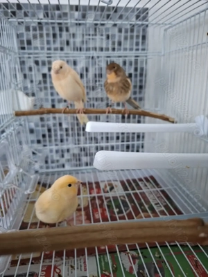 Vând pui de canari si un mascul  - imagine 5