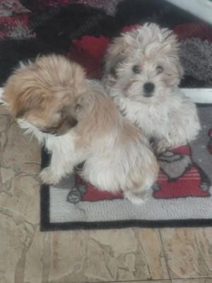 vand  bishoni - imagine 4