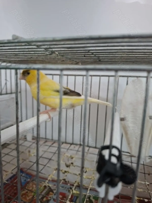 Vând pui de canari si un mascul  - imagine 2