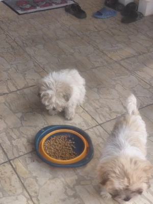 vand  bishoni - imagine 2