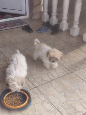 vand  bishoni - imagine 3