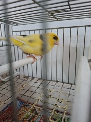Vând pui de canari si un mascul  - imagine 3