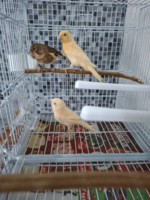 Vând pui de canari si un mascul  - imagine 4