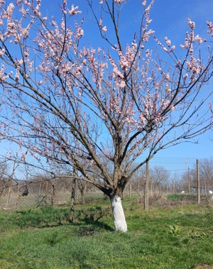 De vânzare teren intravilan construibil cu fundatie si placa (beton armat) adresa (nr. de casă) 