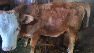 Vând vițea  - imagine 2