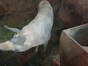 Vand porc 80 kg.