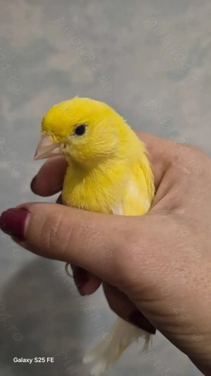  Vând 2 canari pereche - imagine 2