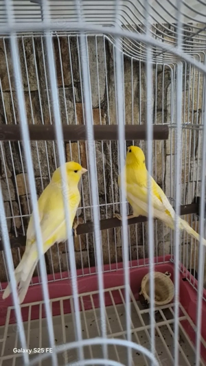  Vând 2 canari pereche - imagine 3