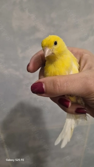  Vând 2 canari pereche - imagine 4