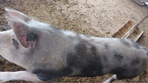 Vând purcea, rasă petrain, umblă de vier.  - imagine 4