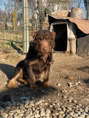 Mascul jagd terrier cu Pedigree jagdTerrier 