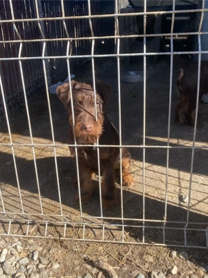 Femelă JagdTerrier jagd terrier  - imagine 2