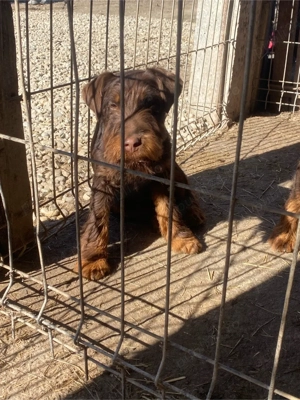 Femelă JagdTerrier jagd terrier  - imagine 3