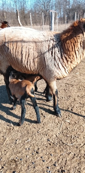 Se vinde.  Pentru gospodari - imagine 3