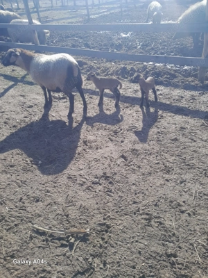 Se vinde.  Pentru gospodari - imagine 4