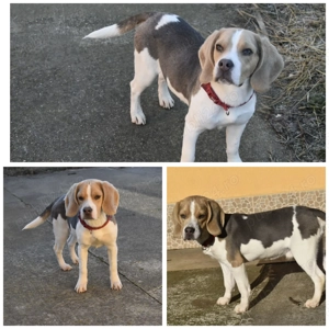 Pui Beagle mascul, culoare blue and tan - imagine 4