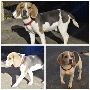 Pui Beagle mascul, culoare blue and tan