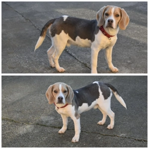 Pui Beagle mascul, culoare blue and tan - imagine 2