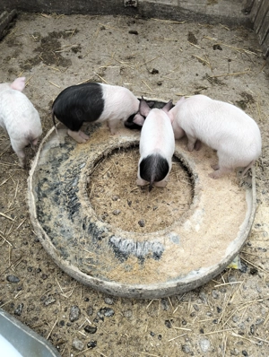 Purcei de vânzare  - imagine 2