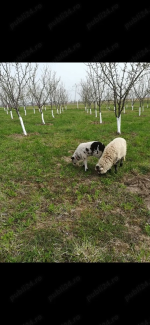 Vând vilă duplex  - imagine 9