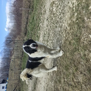 Ciobanesc de Bucovina mascul și femelă cu pedigree - imagine 3