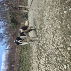 Ciobanesc de Bucovina mascul și femelă cu pedigree - imagine 5