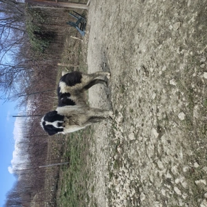 Ciobanesc de Bucovina mascul și femelă cu pedigree - imagine 4