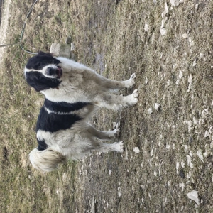 Ciobanesc de Bucovina mascul și femelă cu pedigree - imagine 2