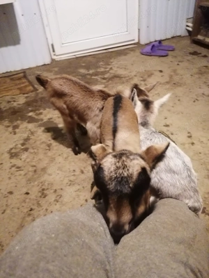 Vând ieduți și iedute - imagine 2