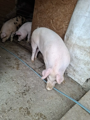 Vând 3 porci  - imagine 3