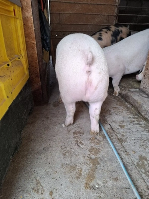 Vând 3 porci  - imagine 4