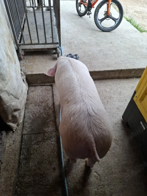 Vând 3 porci  - imagine 2