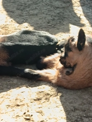Vând ieduți și iedute